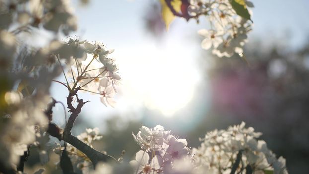 Spring white blossom of cherry tree, California, USA, Balboa Park. Delicate tender sakura flowers of pear, apple or apricot. Springtime fresh romantic atmosphere, pure botanical bloom soft focus bokeh
