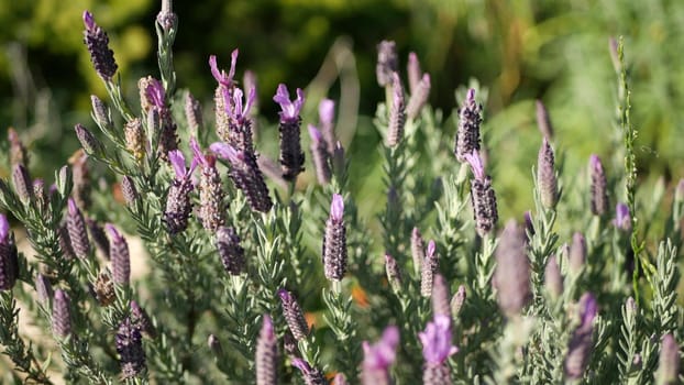 Lilac lavender flowers blossom, natural botanical close up background. Purple bloom in spring morning garden, home gardening in California, USA. Lilac springtime flora. Violet wildflower in soft focus