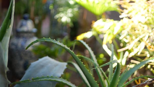 Aloe succulent plant, California USA. Desert flora herbal medicine, arid climate natural botanical close up background. Green leaves of Aloe Vera. Gardening in America, grows with cactus and agave.