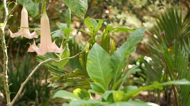 Brugmansia flowers blossom, gardening in California, USA. Natural botanical close up background. Soft pink bloom in spring morning garden, fresh springtime flora in soft focus. Angels trumpets plant.