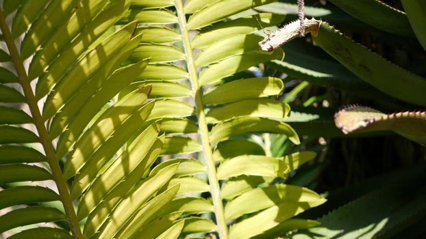 Cycad fern leaves in forest, California USA. Green fresh juicy natural botanical leafage. Encephalartos or zamiaceae dioon palm lush foliage. Tropical jungle rainforest woods atmosphere garden design.