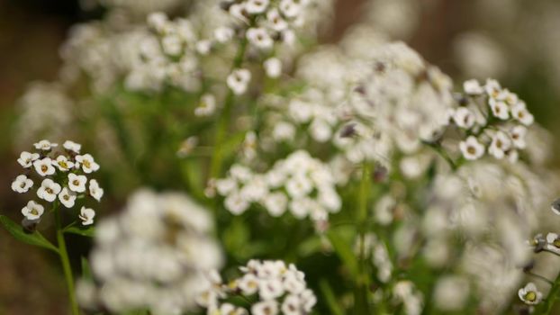 Tender white flowers in garden, California USA. Springtime meadow romantic atmosphere, morning delicate pure greenery. Spring fresh garden or lea in soft focus. Natural botanical blossom close up.