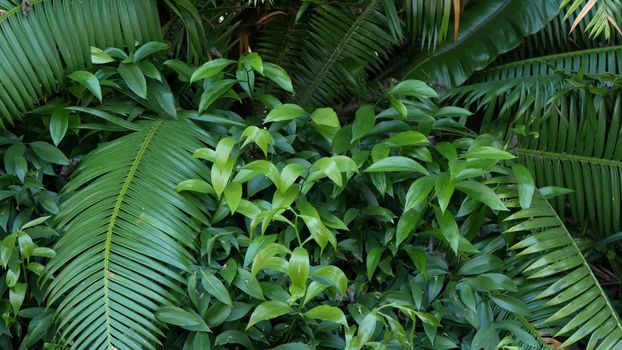 Exotic jungle rainforest tropical atmosphere. Fern, palms and fresh juicy frond leaves, amazon dense overgrown deep forest. Dark natural greenery lush foliage. Evergreen ecosystem. Paradise aesthetic.