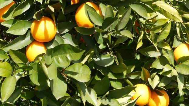 Citrus orange fruit on tree, California USA. Spring garden, american local agricultural farm plantation, homestead horticulture. Juicy fresh leaves, exotic tropical harvest on branch. Springtime sun.