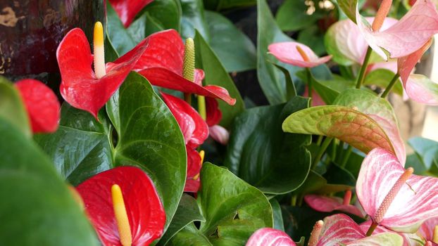 Red calla lily flower, dark green leaves. Elegant maroon floral blossom. Exotic tropical jungle rainforest, stylish trendy botanical atmosphere. Natural vivid greenery, paradise aesthetic. Arum plant.