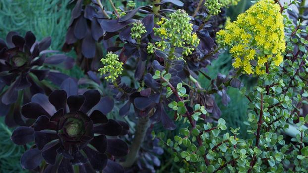 Aeonium arboreum houseleek tree yellow flower, California USA. Irish rose dark succulent inflorescence. Home gardening, american decorative ornamental houseplant, natural botanical desert atmosphere.