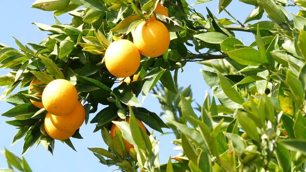 Citrus orange fruit on tree, California USA. Spring garden, american local agricultural farm plantation, homestead horticulture. Juicy fresh leaves, exotic tropical harvest on branch. Springtime sky.