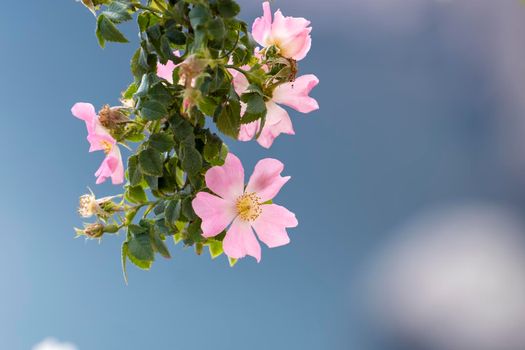 Pink rosehip flowers on a blurry background of gray sky