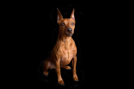  Brown miniature pinscher on a black background. 