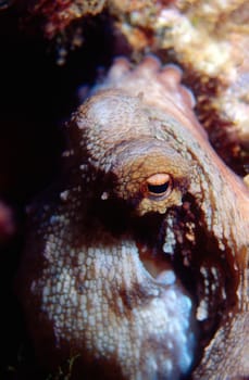 Closeup of an octopus with his eye watching the camera