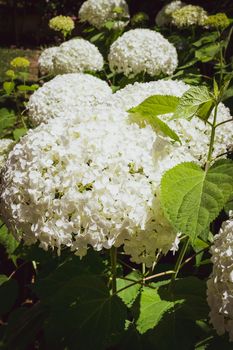 Closeup of a splendid white hydrangea plant, symbol of love, with its characteristic flowers.