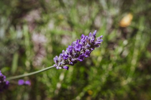 Closeup of a beautiful lavender flower during the summer season, with its characteristic color.