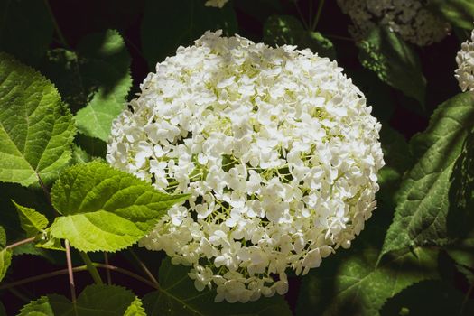 Closeup of a splendid white hydrangea plant, symbol of love, with its characteristic flowers.