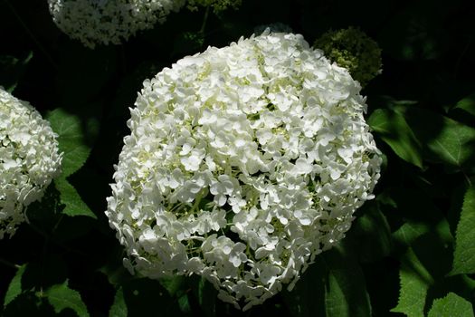 Closeup of a splendid white hydrangea plant, symbol of love, with its characteristic flowers.