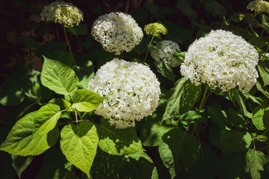 Closeup of a splendid white hydrangea plant, symbol of love, with its characteristic flowers.