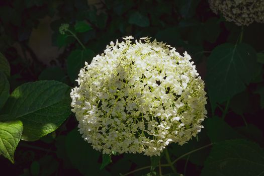 Closeup of a splendid white hydrangea plant, symbol of love, with its characteristic flowers.