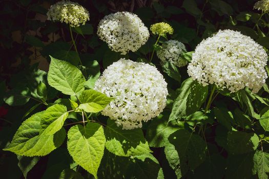 Closeup of a splendid white hydrangea plant, symbol of love, with its characteristic flowers.