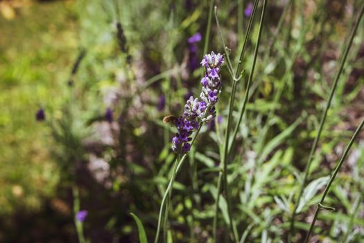 Closeup of a bee preparing to suck nectar from a beautiful lavender flower, during the summer season.