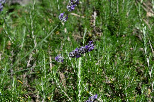 Closeup of a beautiful lavender flower during the summer season, with its characteristic color.