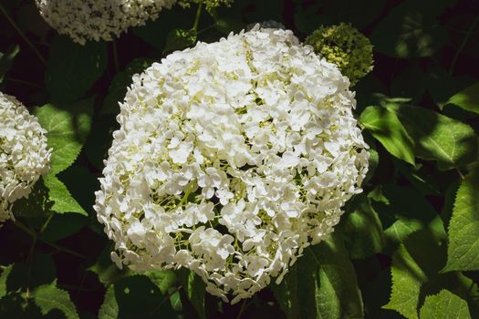 Closeup of a splendid white hydrangea plant, symbol of love, with its characteristic flowers.