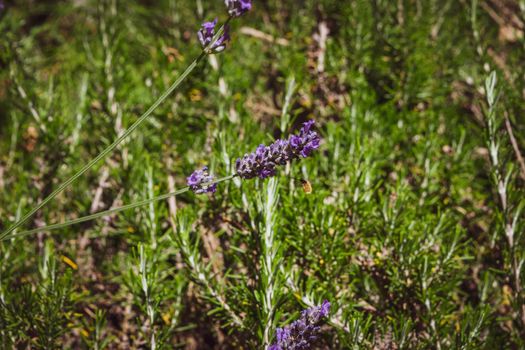 Closeup of a bee preparing to suck nectar from a beautiful lavender flower, during the summer season.