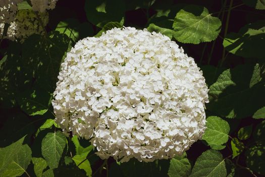 Closeup of a splendid white hydrangea plant, symbol of love, with its characteristic flowers.