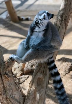 Animal lemur Tenerife. High quality photo