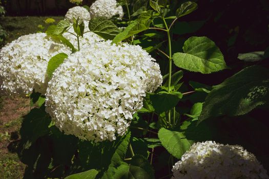 Closeup of a splendid white hydrangea plant, symbol of love, with its characteristic flowers.