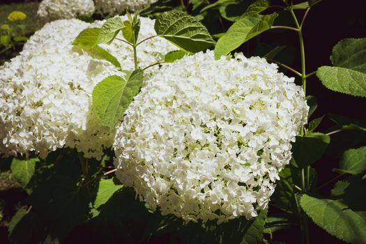 Closeup of a splendid white hydrangea plant, symbol of love, with its characteristic flowers.