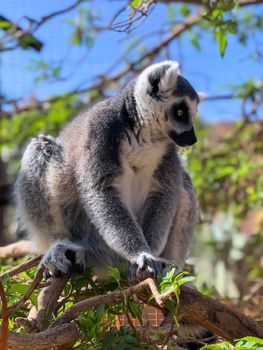 Animal lemur Tenerife. High quality photo