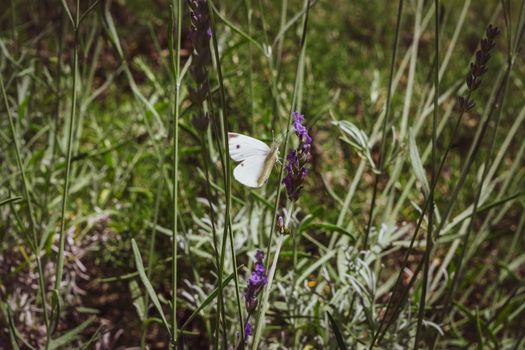 Closeup of a butterfly preparing to suck nectar from a beautiful lavender flower, during the summer season.