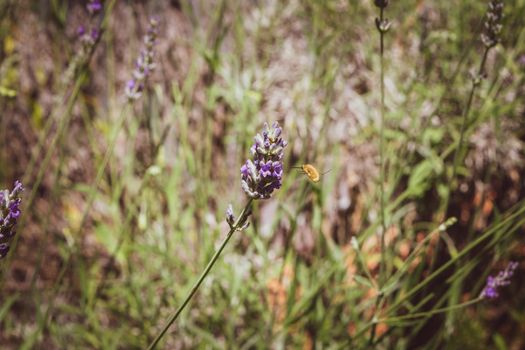 Closeup of a bee preparing to suck nectar from a beautiful lavender flower, during the summer season.