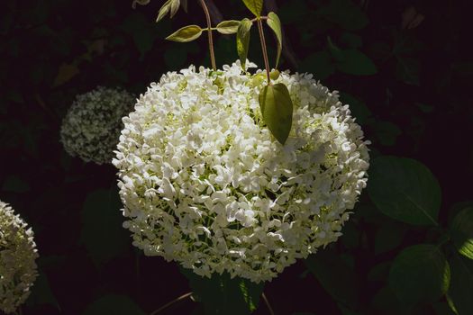 Closeup of a splendid white hydrangea plant, symbol of love, with its characteristic flowers.