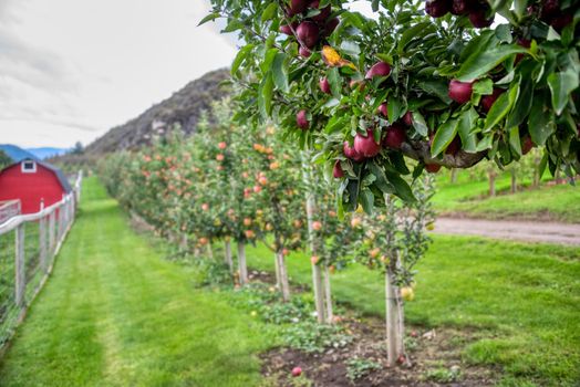 Ripe ruby-red apples among green leaves with farm field on blur background.