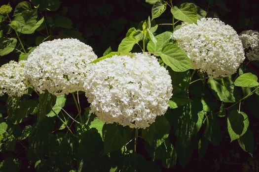 Closeup of a splendid white hydrangea plant, symbol of love, with its characteristic flowers.