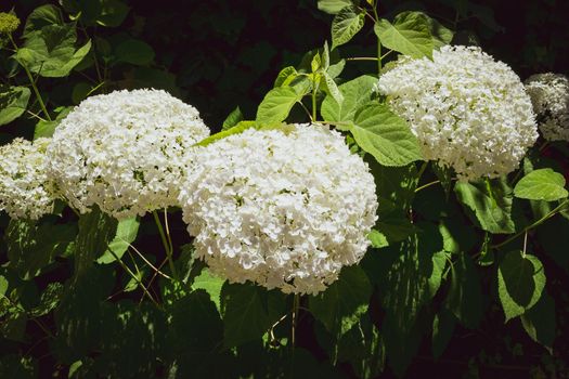 Closeup of a splendid white hydrangea plant, symbol of love, with its characteristic flowers.