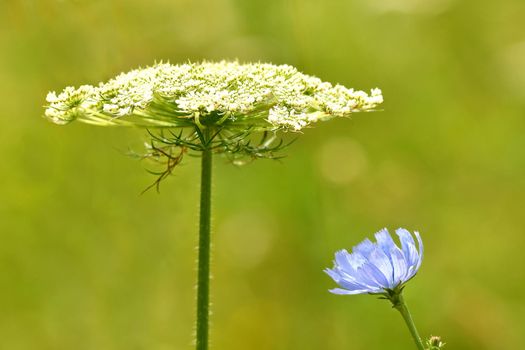 Medicinal plant chicory and wild carrot with flower