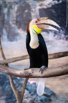 Great hornbill also known as great Indian hornbill or great pied hornbill in the zoo