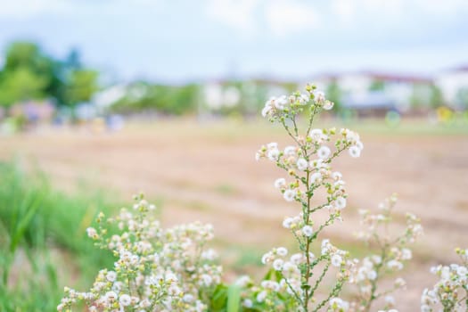 Spring grass flower nature with town background
