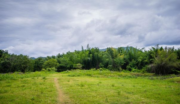 Walkway Lane Path with green grass field and trees in forest