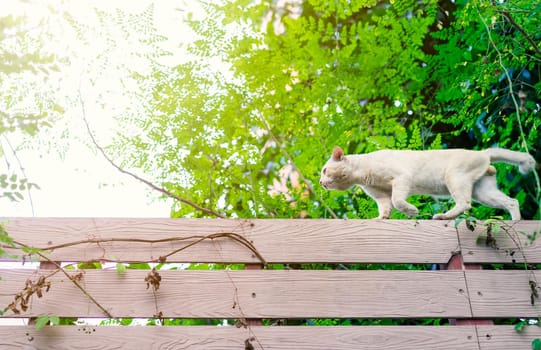 white cat walking on the wall with nature background