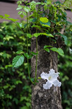 white flower on tree in the park