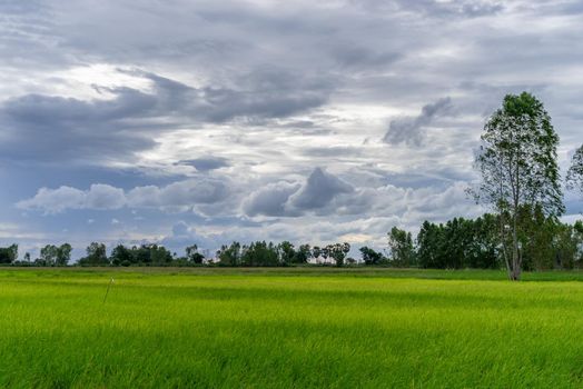 Tree in green field with rainclouds in countryside