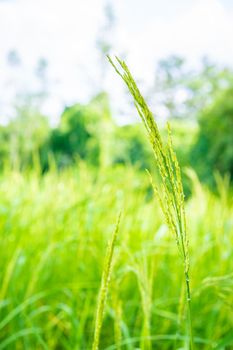 Ear of rice in paddy rice field