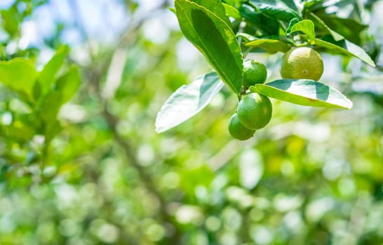 Green limes on a tree in the garden,excellent source of vitamin C