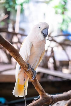 White macaw parrot in the zoo