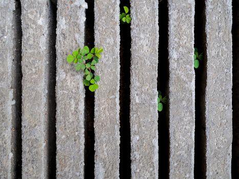 green grass in cement block background and texture