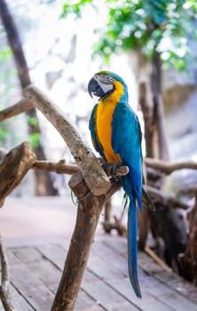 Blue-yellow macaw parrot in the zoo