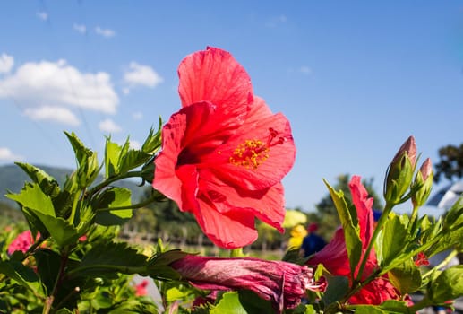 red flower and blue sky