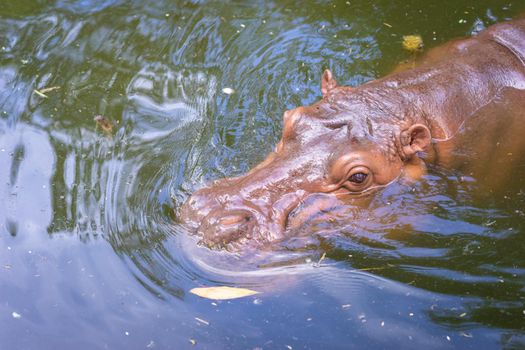Hippopotamus swimming in the water